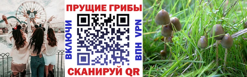 Купить  Адыгейск  Галлюциногенные грибы GOLDEN TEACHER 